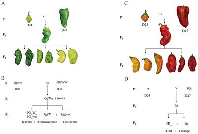 Mapping and cloning of pepper fruit color-related genes based on BSA-seq technology